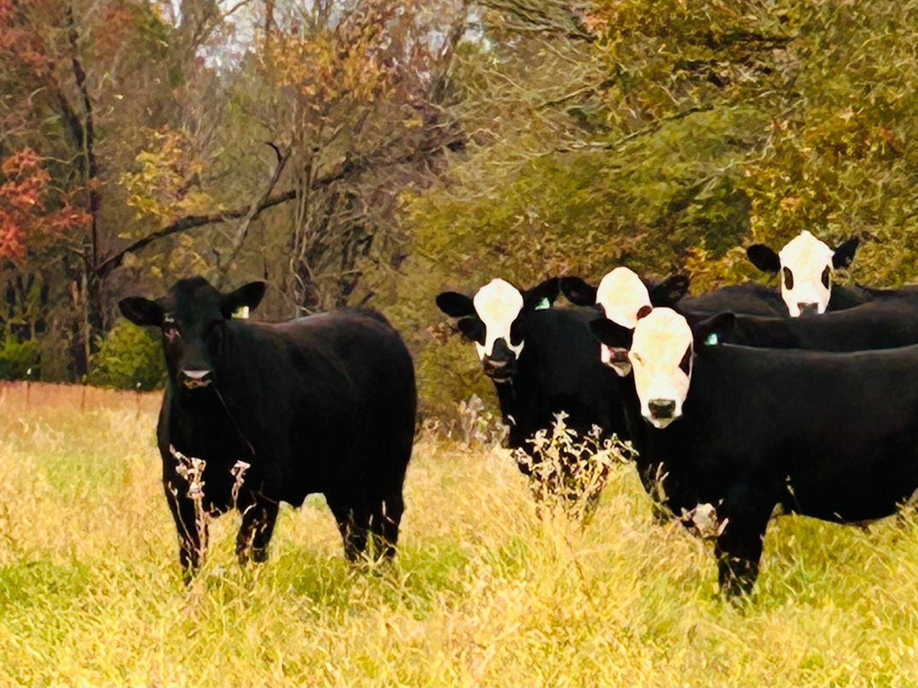 Herd of black and white cows grazing in a grassy field surrounded by autumn foliage, showcasing rural farm life and livestock farming.