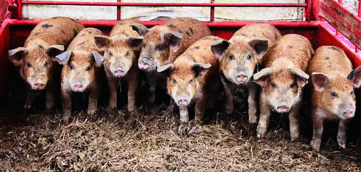 Group of eight young pigs standing in a red livestock pen, surrounded by straw and dirt. The pigs have a mix of brown and black fur, showcasing their healthy and robust appearance.