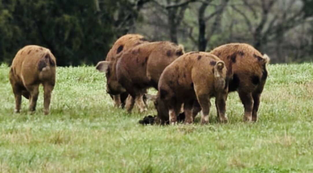 A group of pigs foraging in a grassy field surrounded by trees, showcasing their natural behavior in a rural setting.