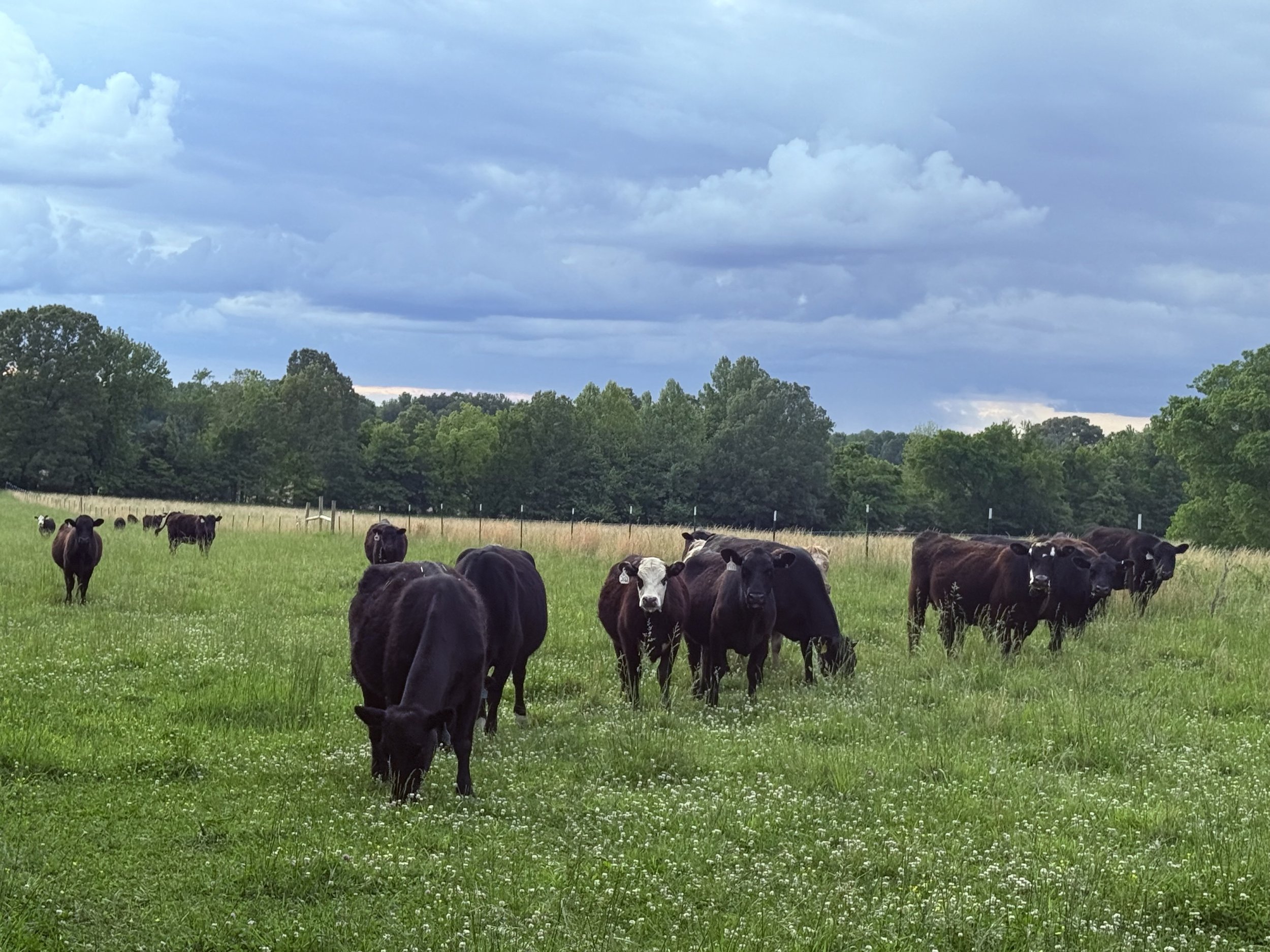Herd of black cows grazing in a lush green field under a cloudy sky, surrounded by trees and a fence.