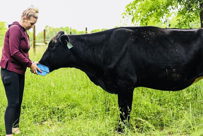Woman feeding a black cow in a grassy field, demonstrating farm animal care and interaction in an agricultural setting.