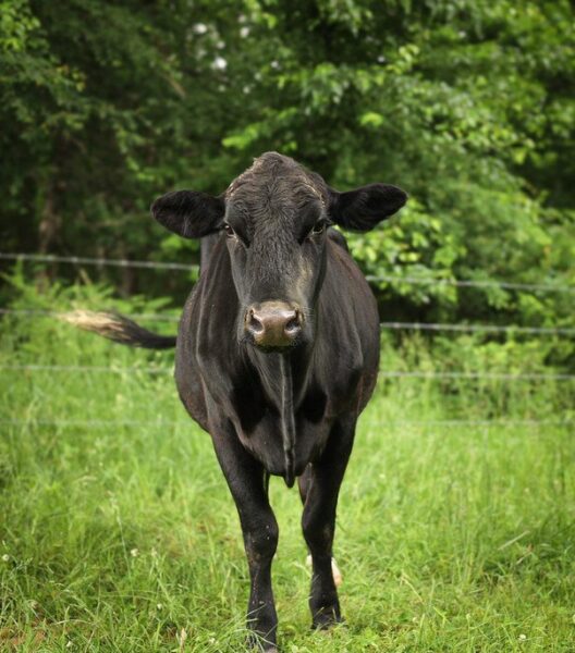 Black cow standing in a grassy field with trees in the background, showcasing a calm and curious demeanor.
